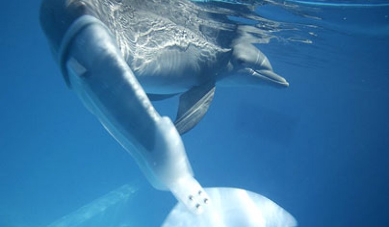 Winter the dolphin with a prosthetic tail