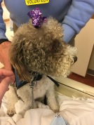 Rosie the therapy “schnoodle”
